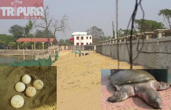 Udaipur Matabari rare Bostami turtles :  â€˜Forest Dept. planning to transfer few turtles form Kalyan Sagar to Kamakshya Templeâ€™s lakeâ€™, Udaipur SDM talks to TIWN